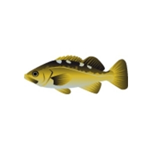 Yellow Tail Rockfish